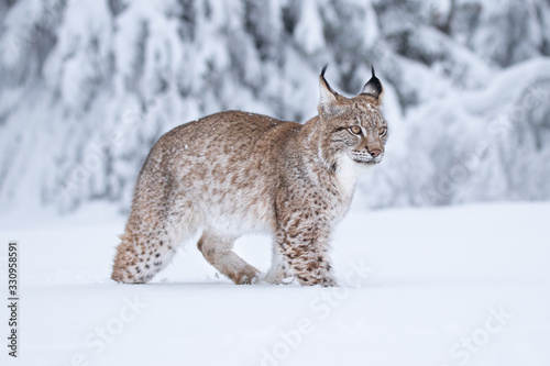 Young Eurasian lynx on snow. Amazing animal  walking freely on snow covered meadow on cold day. Beautiful natural shot in original and natural location. Cute cub yet dangerous and endangered predator.