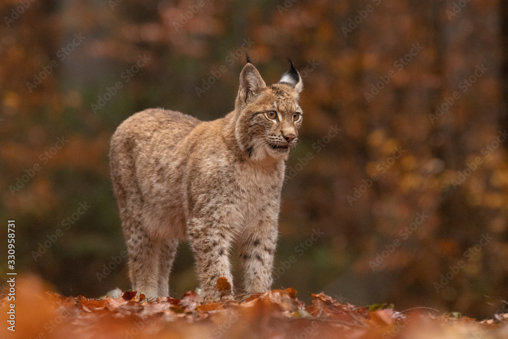 Obraz premium Amazing young Eurasian lynx in autumn colored forest. Beautiful and majestic animal. Dangerous, yet endangered. Fluffy, focused and tiger-like expression. Pure natural wonder.