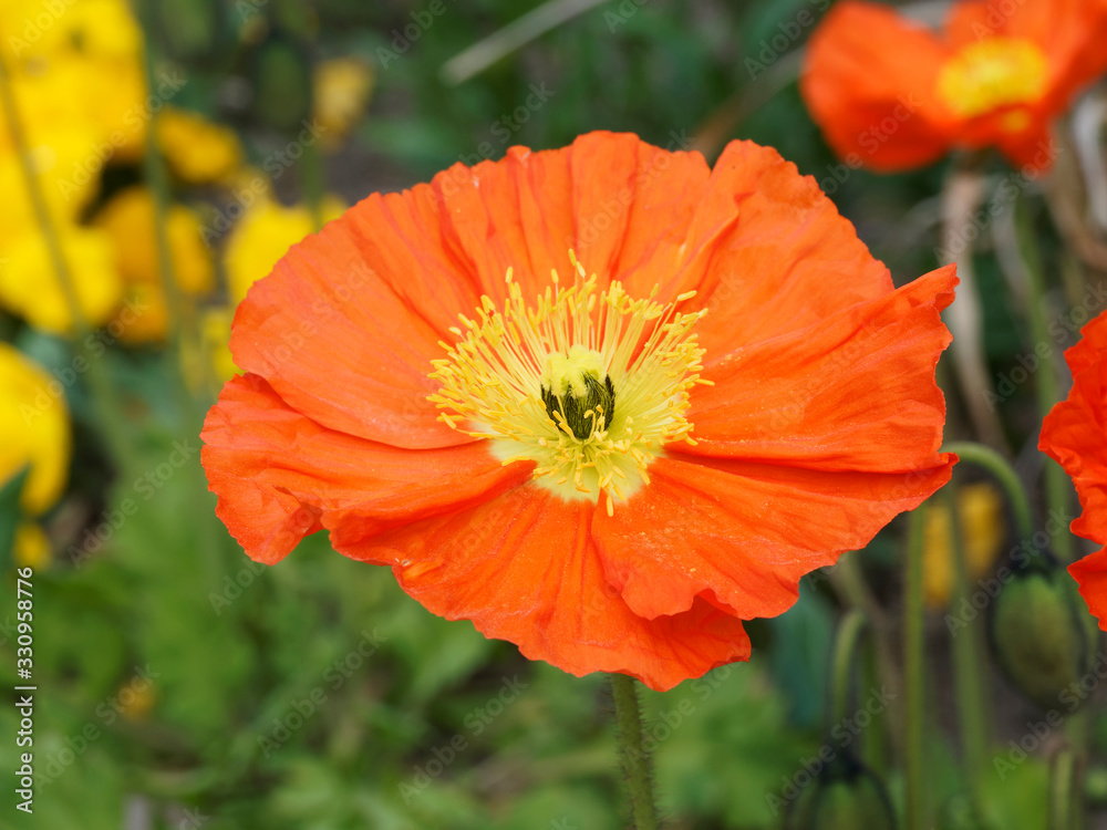 Papaver nudicaule | Islandmohn oder Nacktstängeliger Mohn mit große rote Blütenblätter und vielen Staubblätter Papaver nudicaule | Islandmohn oder Nacktstängeliger Mohn mit große rote Blütenblätter und vielen Staubblätter