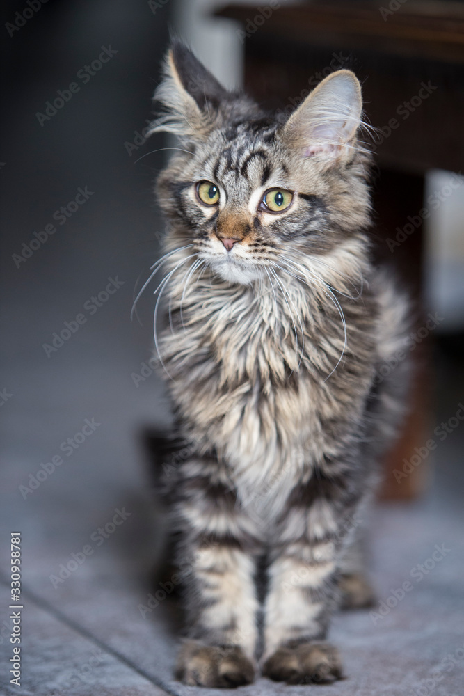 Portrait of a maine coon cat. Portrait of a maine coon cat.
