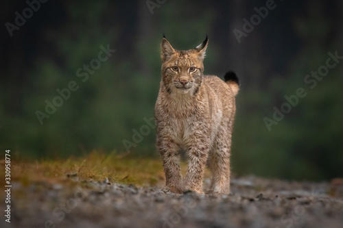Amazing young Eurasian lynx in autumn colored forest. Beautiful and majestic animal. Dangerous, yet endangered. Fluffy, focused and tiger-like expression. Pure natural wonder.
