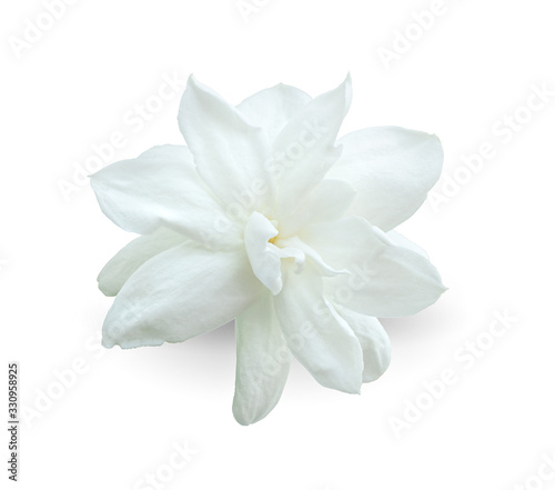 arabian jasmine, jasminum sambac, flower jasmine tea flower isolated on white background.