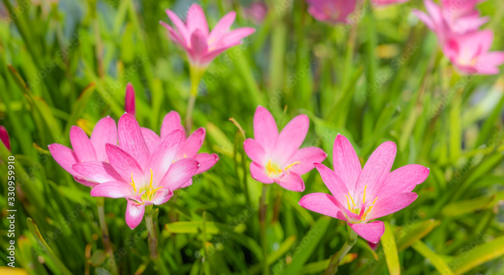 Pink Zephyranthes lily flower in a garden or pink rain lily.