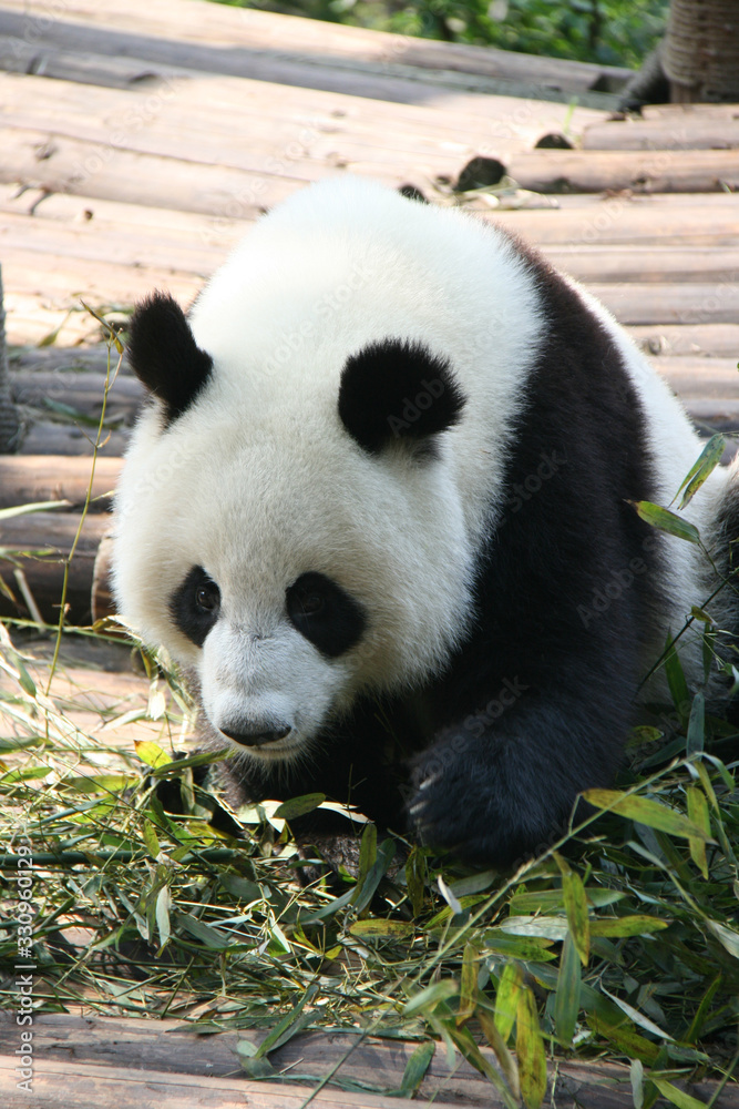 giant panda in china giant panda in china