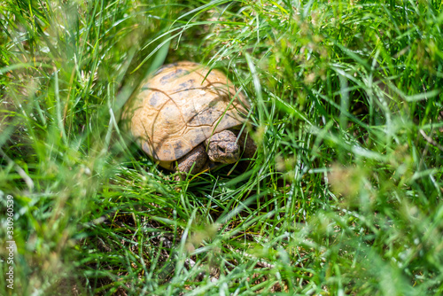 tortuga Rusa en livertad buscando comida entre las hierbas. photo
