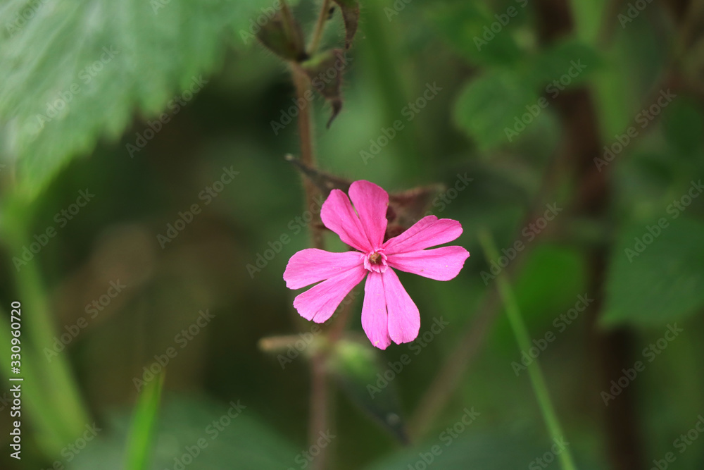 Cute detail on pink Geranium robertianum in the middle of wild nature, near forest in Beskydy, czech republic. Contrast between light pink and dark atmosphere. Concept of wild flowers