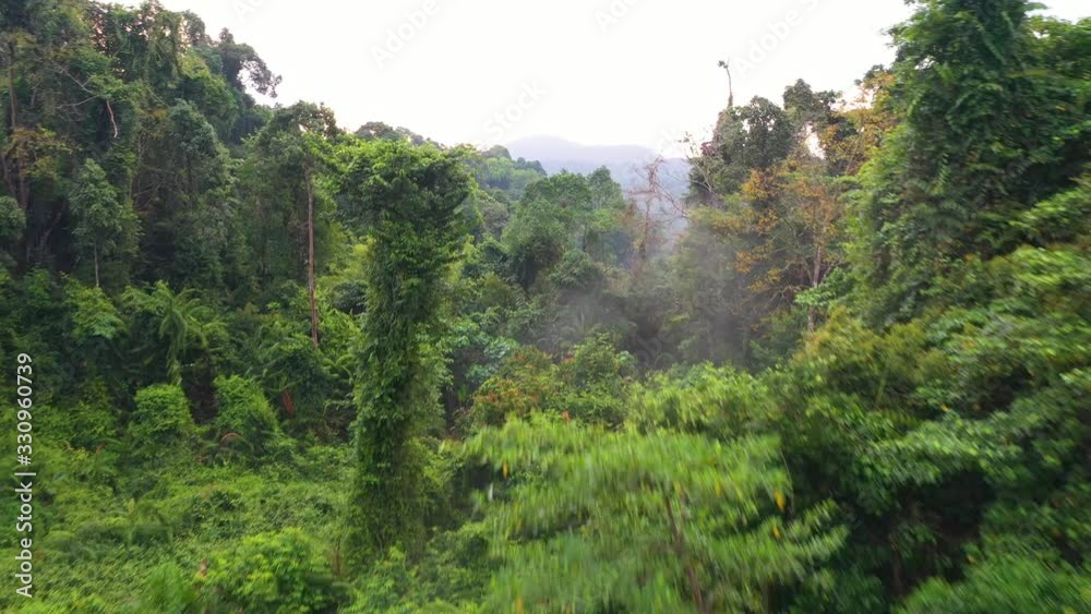 flight trough foggy jungle in the morning