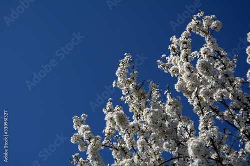 flowering tree branches in spring against the blue sky