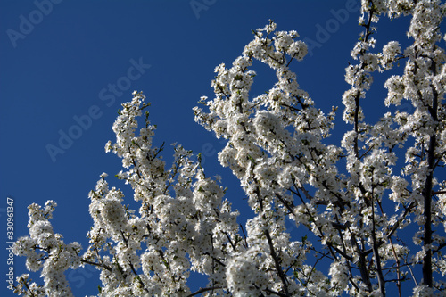 flowering tree branches in spring against the blue sky