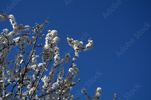 flowering tree branches in spring against the blue sky