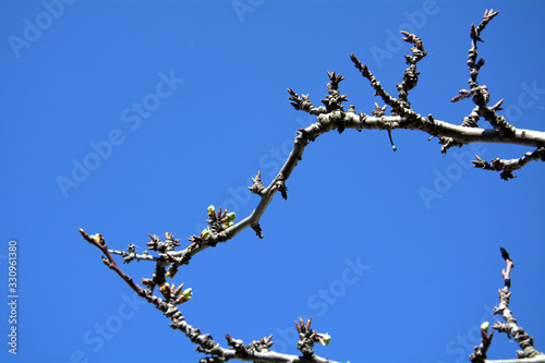 blooming leaves on a tree branch in spring against the blue sky