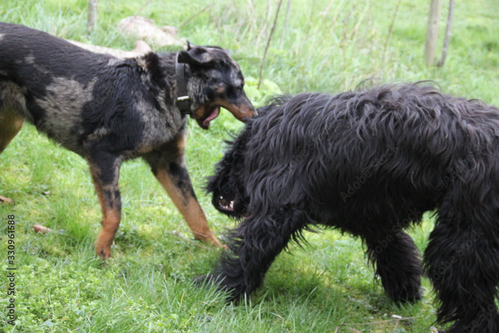 Sheepdogs domestic garden puppy playing together Sheepdogs domestic garden puppy playing together