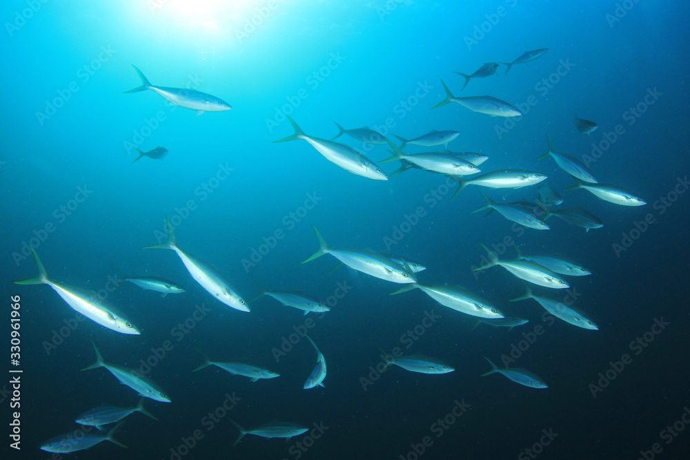 Tuna fish underwater in ocean Tuna fish underwater in ocean