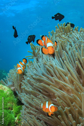 Clownfish. Clown Anemonefish. Fish and anemone on coral reef 