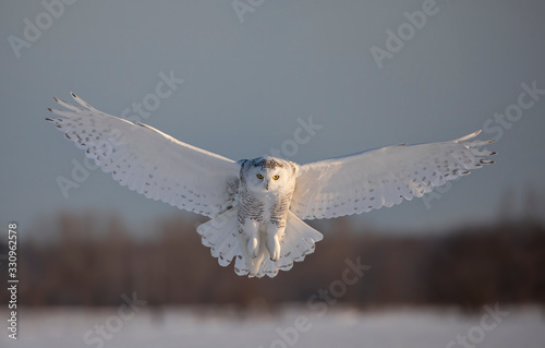 Obraz na plátne Snowy owl (Bubo scandiacus) prepares to land in the snow in Ottawa, Canada