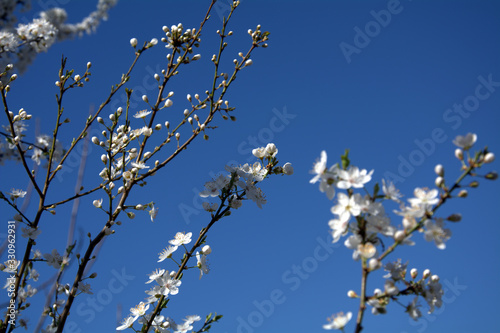flowering tree branches in spring against the blue sky