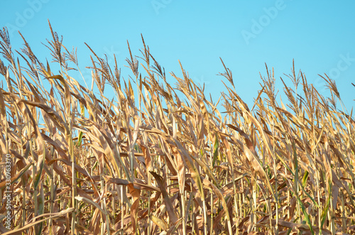 Dry corn field with blue sky background