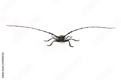 beetle isolated on white background © jan nakhonkae
