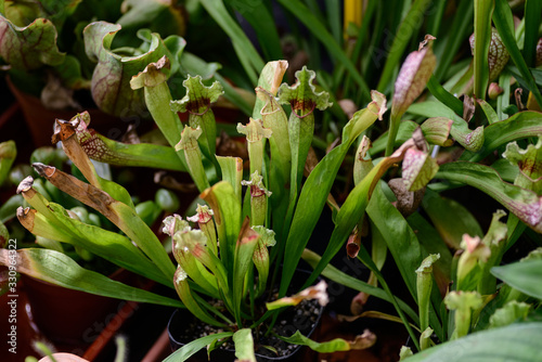 Slika na platnu Carnivorous plant Sarracenia. Selective focus.