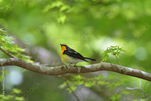 Narcissus Flycatcher perching on a branch © Moguo