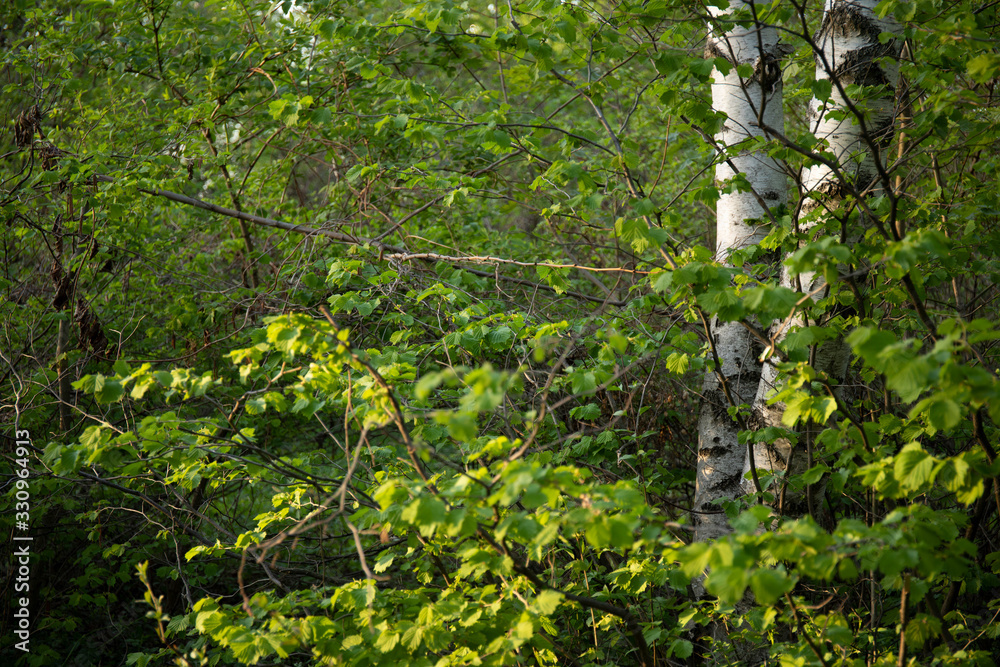 Fototapeta premium Spring background with bright green leaves of birch