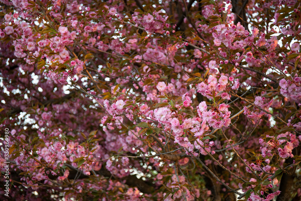 beautiful pink sakura flowers in the morning. Cherry blossom beautiful pink sakura flowers in the morning. Cherry blossom