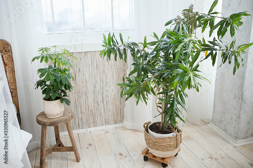 green plants in the interior. Background with tropical flowers in pots. blanks for postcards and blogs