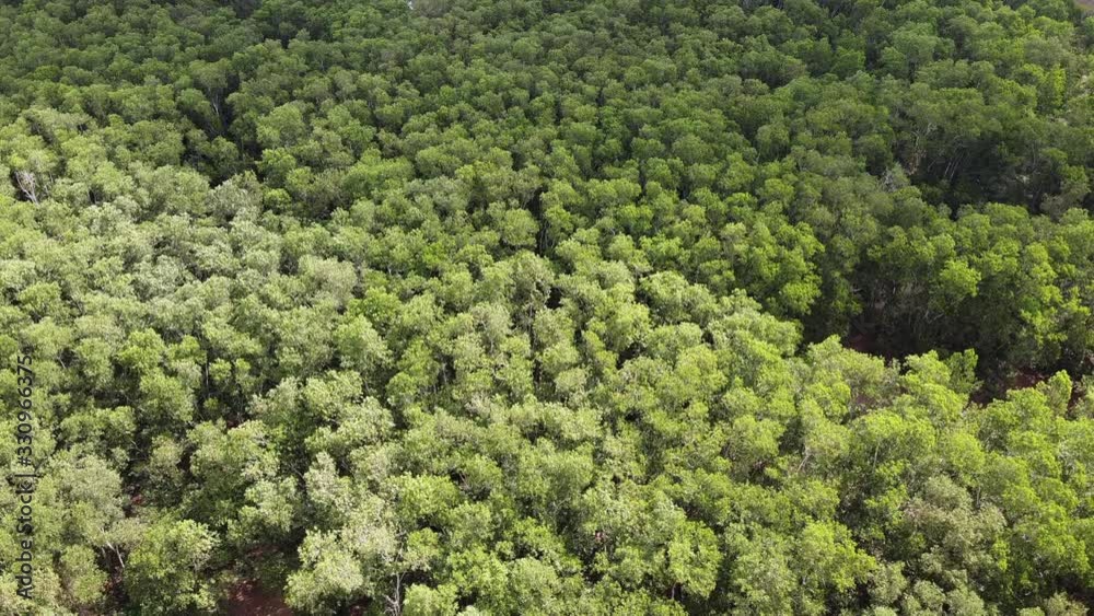 Bird's eye view Drone forest Mixed forest green conifers trees with green leaves Bird's eye view Drone forest Mixed forest green conifers trees with green leaves
