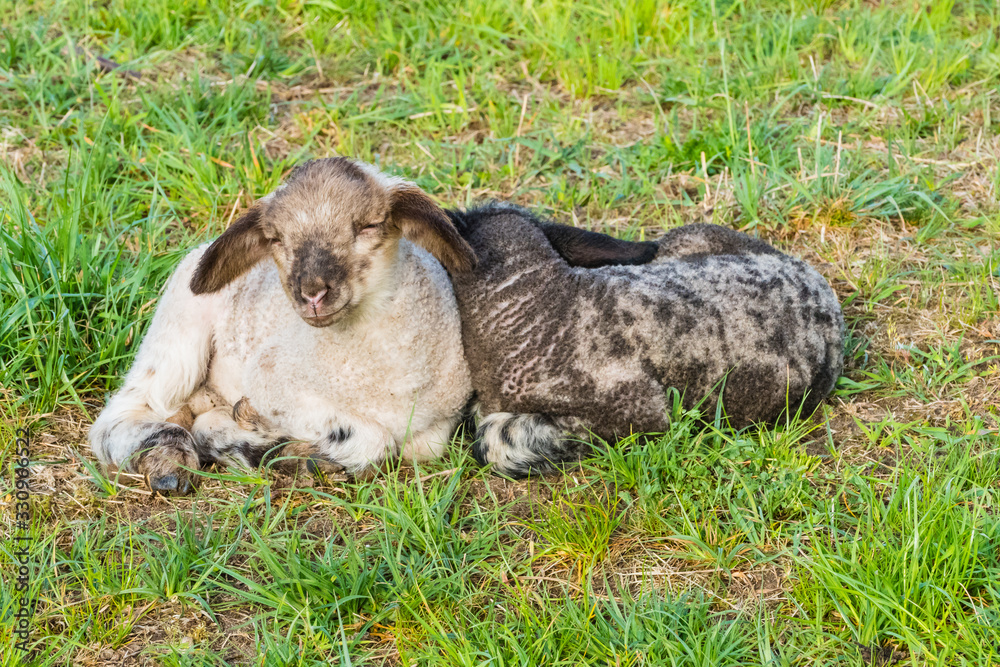 Osterlämmchen