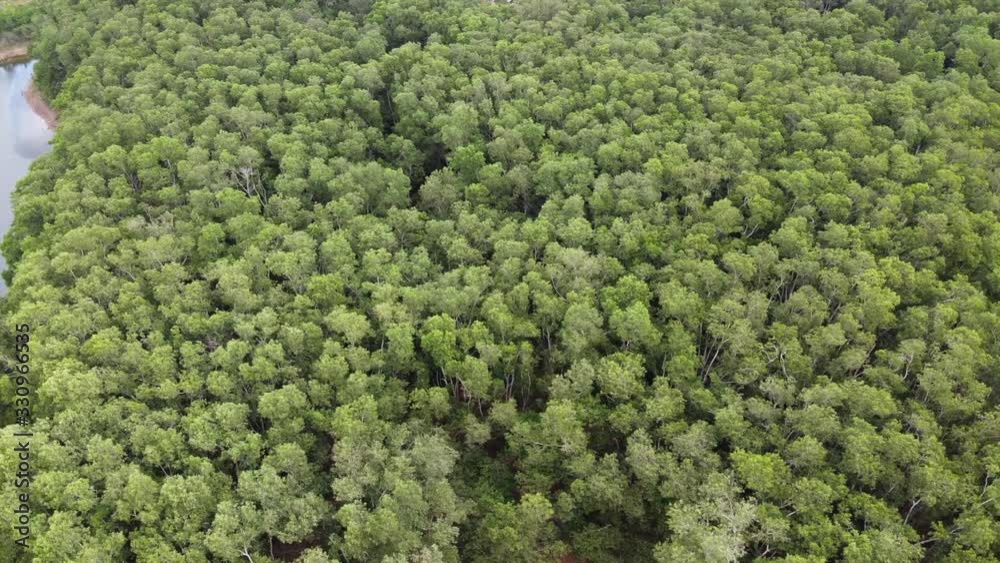 Bird's eye view Drone move forest Mixed forest green conifers trees with green leaves Bird's eye view Drone move forest Mixed forest green conifers trees with green leaves