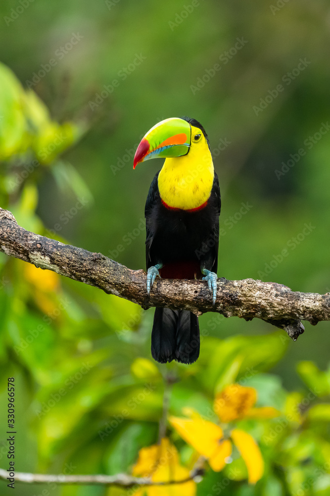 Ramphastos sulfuratus, Keel-billed toucan The bird is perched on the branch in nice wildlife natural environment of Costa Rica Ramphastos sulfuratus, Keel-billed toucan The bird is perched on the branch in nice wildlife natural environment of Costa Rica