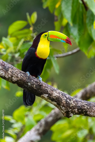 Ramphastos sulfuratus, Keel-billed toucan The bird is perched on the branch in nice wildlife natural environment of Costa Rica