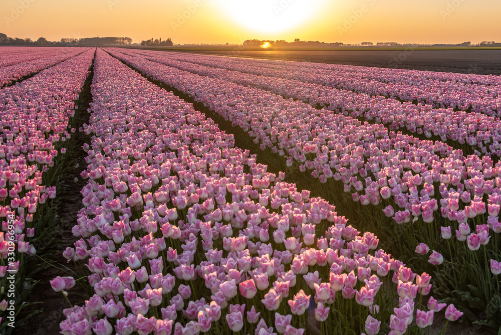 Tulip fields are in bloom, all colors can be seen in a meadow in the Netherlands under a beautiful sky in the flevopolder.