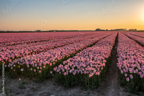 Tulip fields are in bloom, all colors can be seen in a mead w in the Netherlands under a beautiful sky #330966946