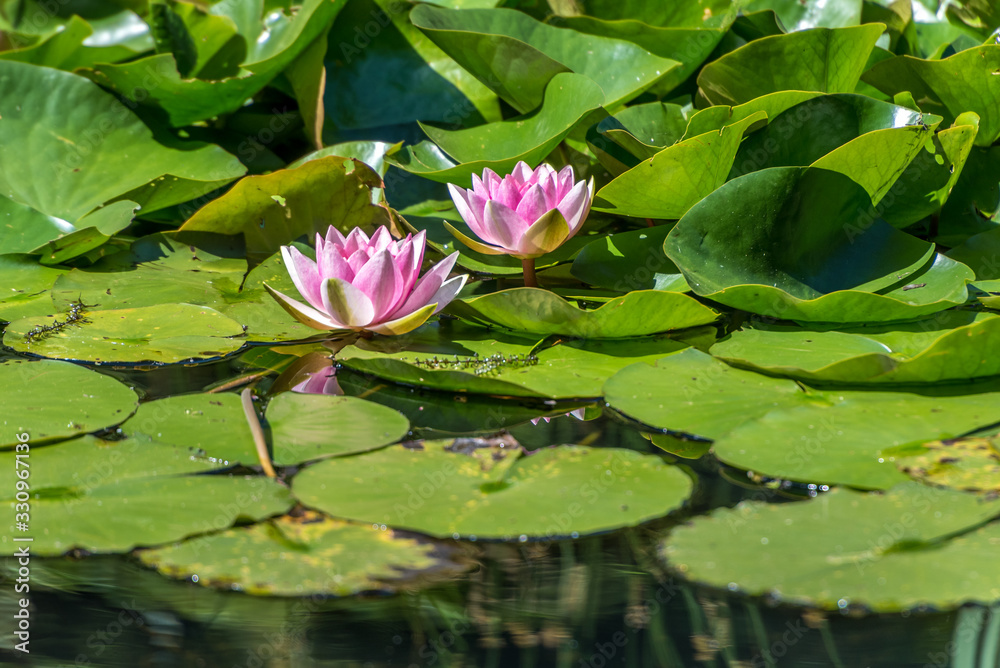 Water lelys bloom beautifully among the green leaves Water lelys bloom beautifully among the green leaves