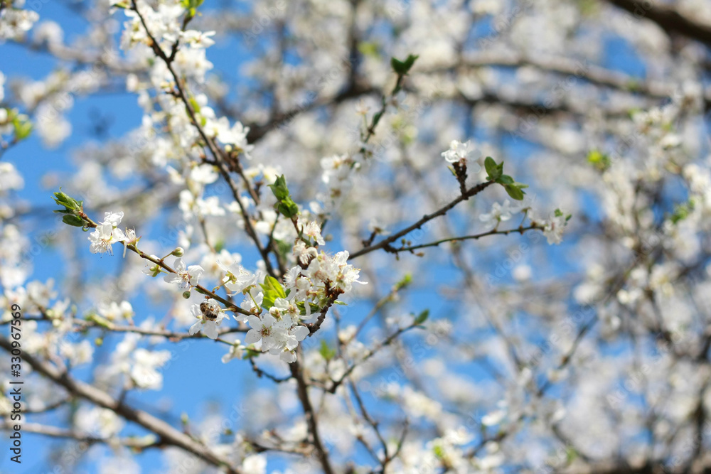 Closeup spring plum blooming background. Blossom. Blooming fruit tree. Spring plum blossom. Closeup spring plum blooming background. Blossom. Blooming fruit tree. Spring plum blossom.