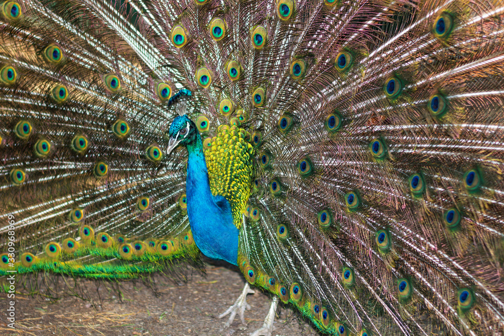 Obraz premium Peacock, peafowl with open tail, representative exemplar of male indian peacock with colorful and bright feathers. Beautiful bird in small Kremenchug zoo, Ukraine