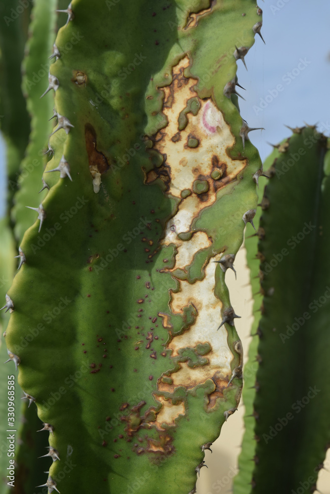 Cactus cierge touchés par des tâches de nécrose. Cactus cierge touchés par des tâches de nécrose.