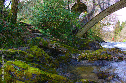 stairs and brodge and river in forest photo