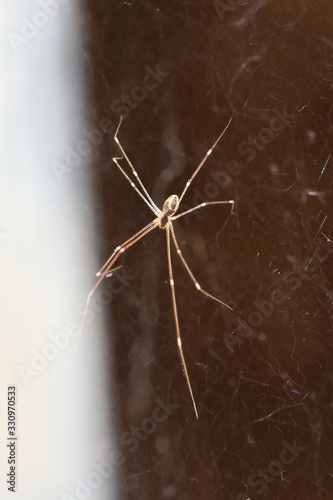 Daddy long legs (opilion) between light and shadow