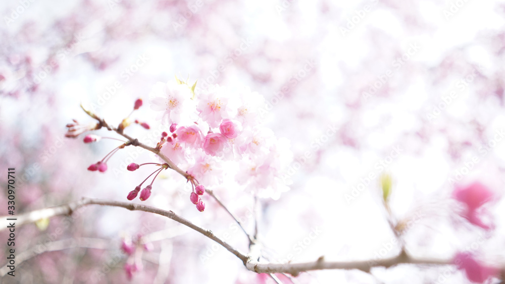 ピンク色の軽やかで華やかな春の景色