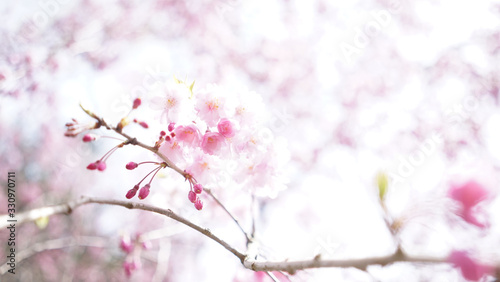 ピンク色の軽やかで華やかな春の景色