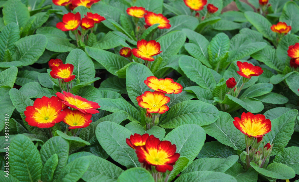 Carpet of bright red with yellow primrose flowers (cowslip) with bright green leaves