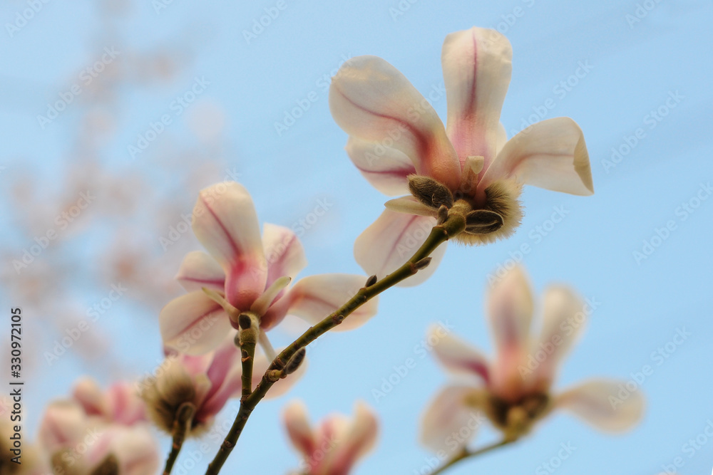 Spring. Close- up of Magnolia flowers. Blue sky. Spring. Close- up of Magnolia flowers. Blue sky.