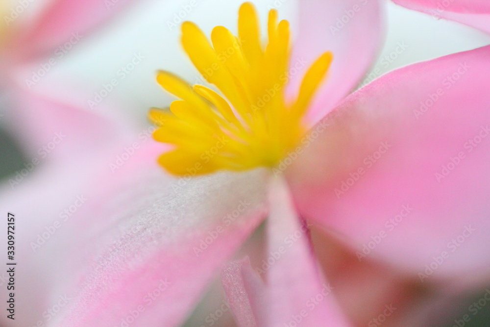 petals of a pink flower with a yellow center petals of a pink flower with a yellow center