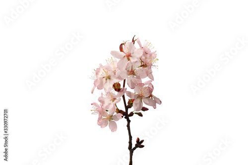 Sakura branch isolated on a white background. Top view.