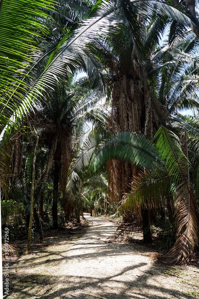 Palmen im Mexikanischen Dschungel