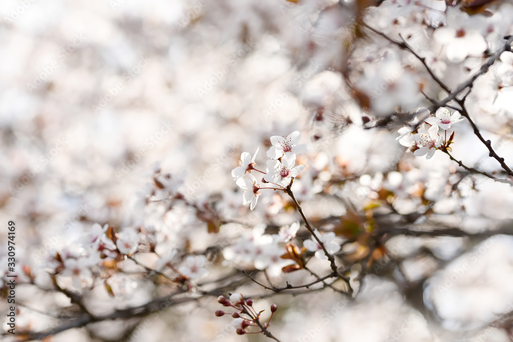 Tender bloom of white flowers of cherry plum in the spring garden. art tender photo. Tender bloom of white flowers of cherry plum in the spring garden. art tender photo.