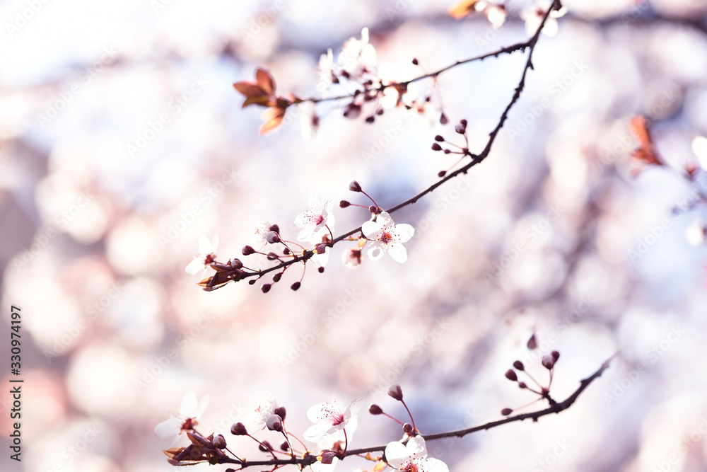 Tender bloom of white flowers of cherry plum in the spring garden. art tender photo. Tender bloom of white flowers of cherry plum in the spring garden. art tender photo.