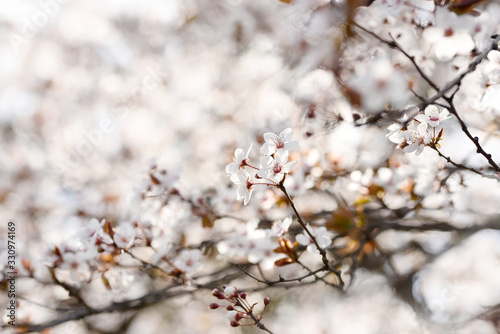 Tender bloom of white flowers of cherry plum in the spring garden. art tender photo.